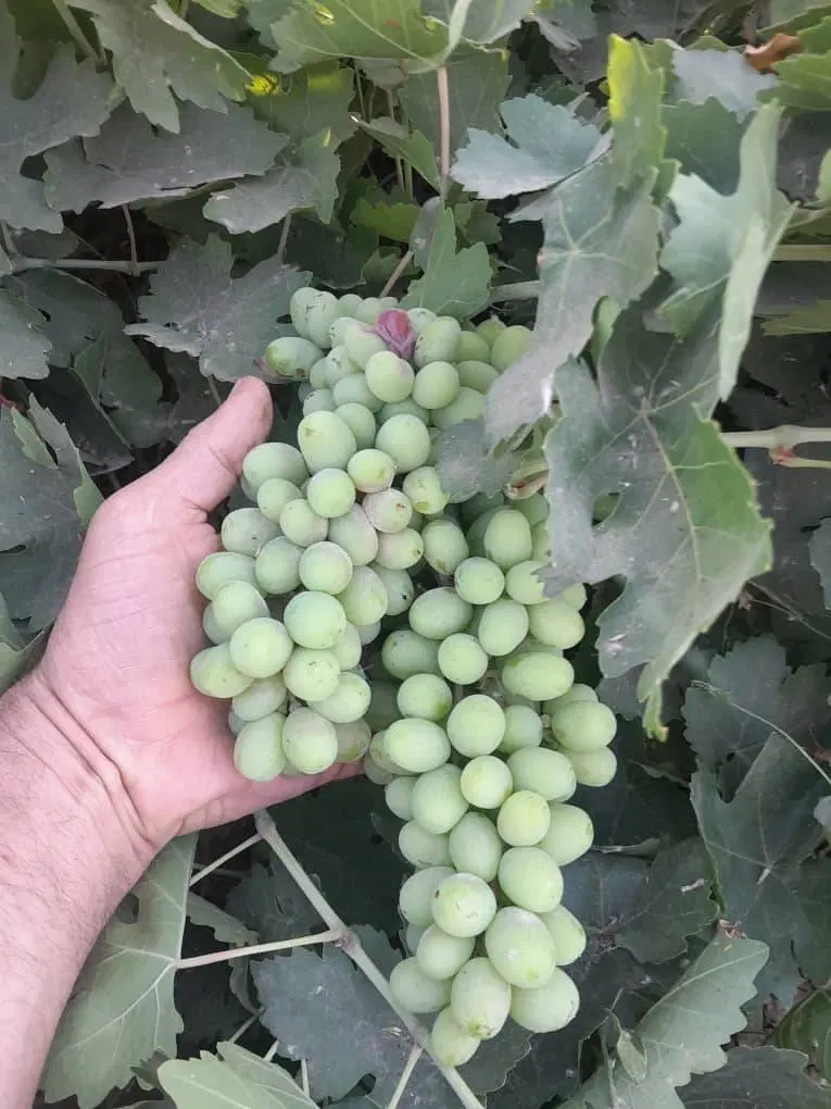 باغچه ،زمین