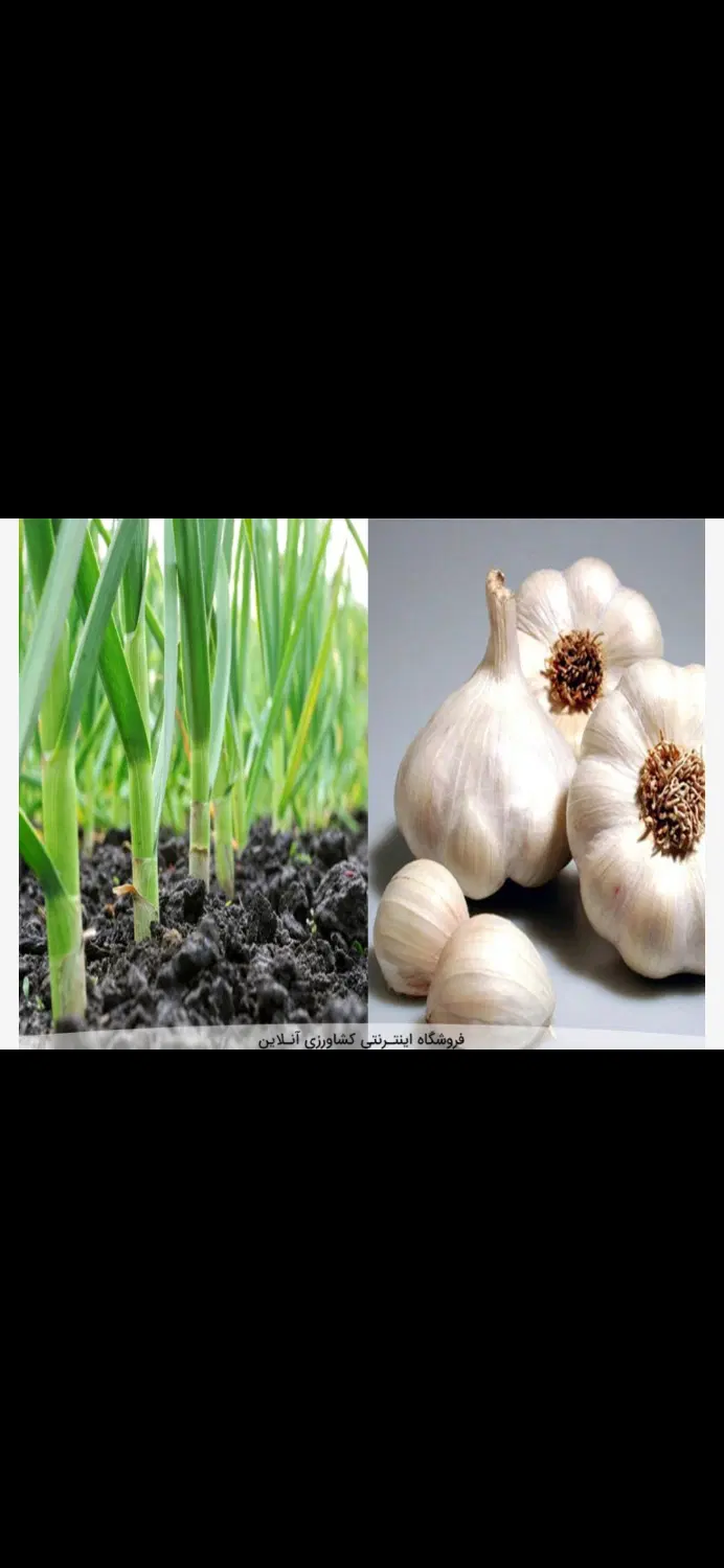 اجاره ۳_۵هکتار زمین برای کشت سیر ۳۳۰