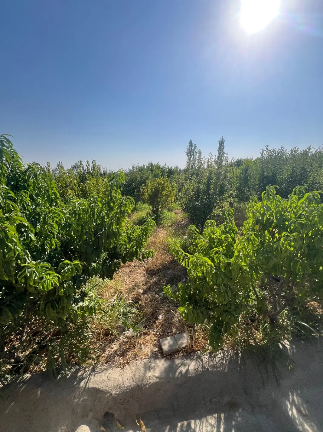 باغچه