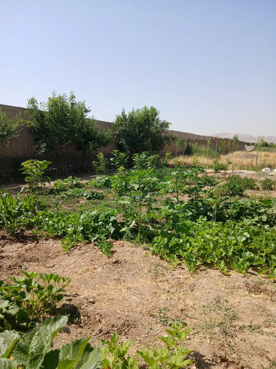فروش دو قطع باغ مجزا
