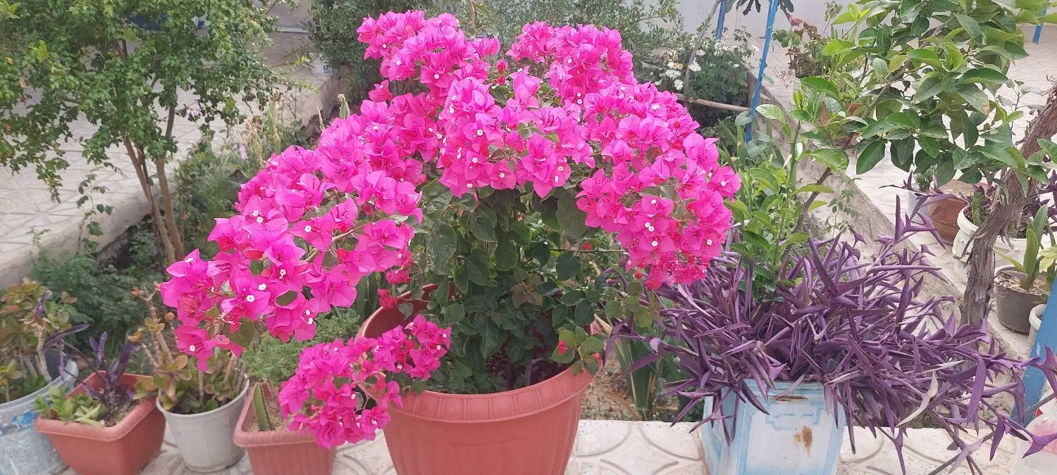 اجاره خانه دربست جهت خانوم