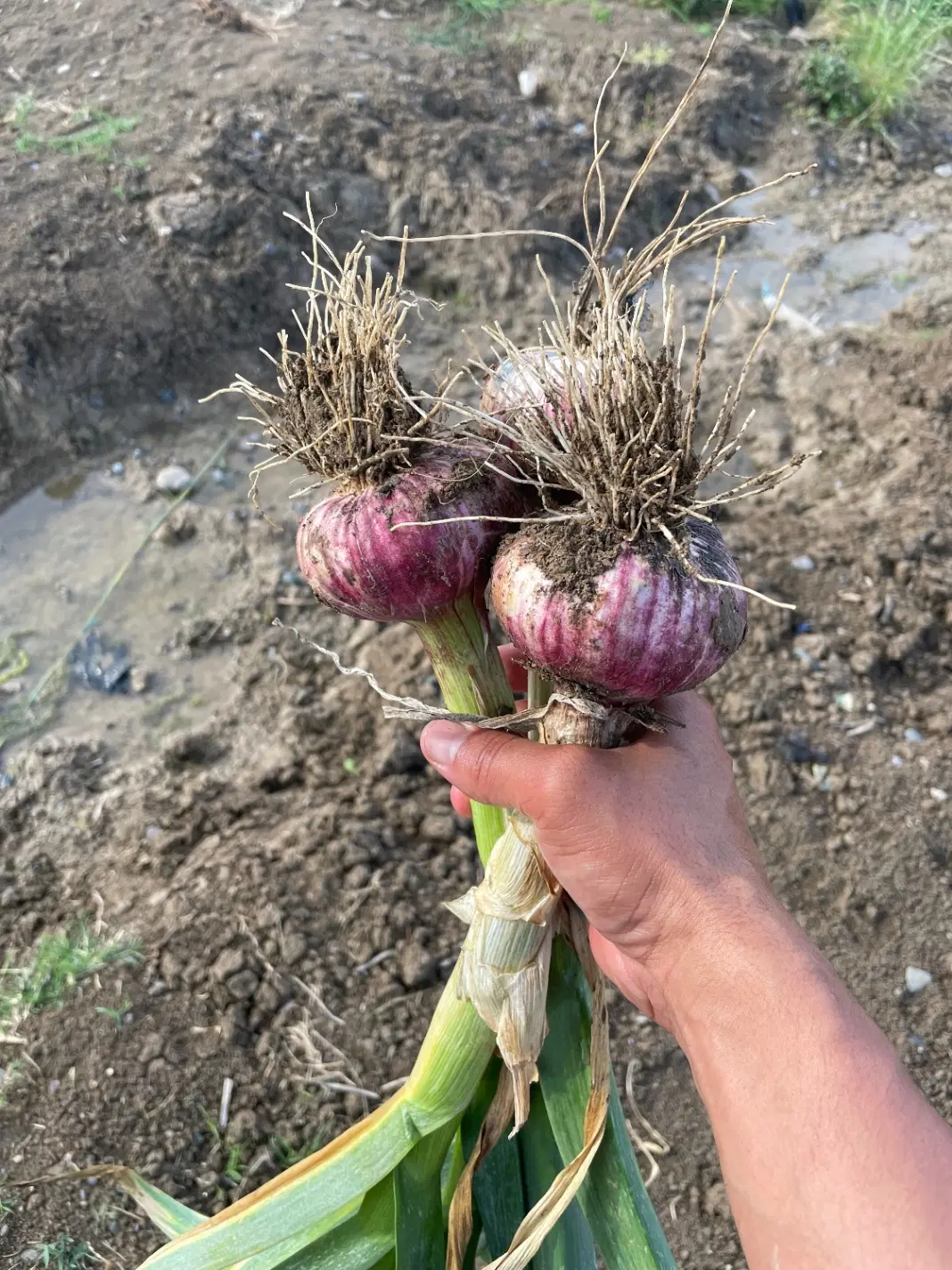 زمین برای کشت سیر چهار هکتار