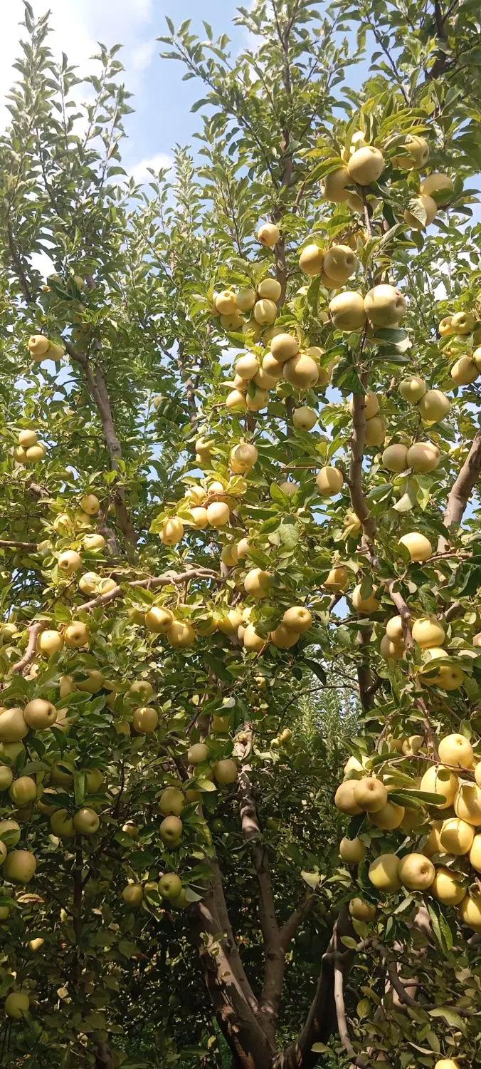 باغ سیب ۲۵ تنی