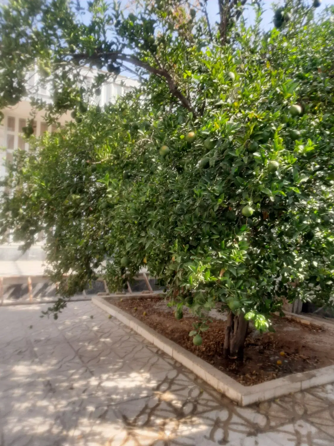 ویلایی درب حیاط