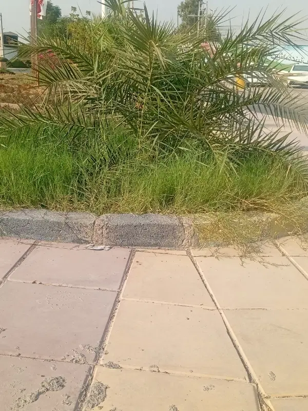 زمین کشاورزی  دل نخلا