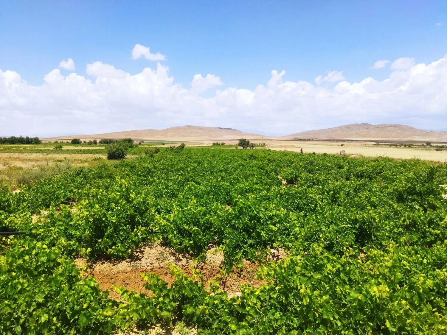 ۲۵۰۰مترباغ کنار امتیازات با سهمیه آب چاه دستی عمیق
