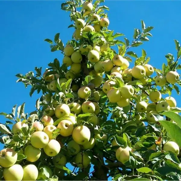 فروش باغ سیب