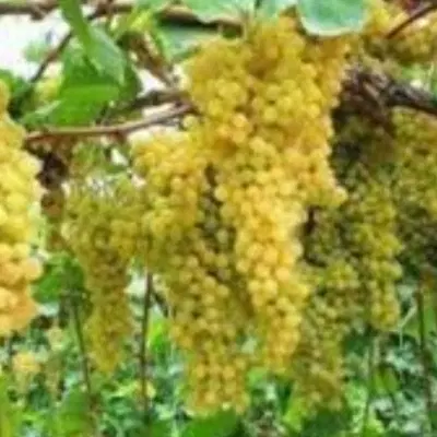 باغ انگور