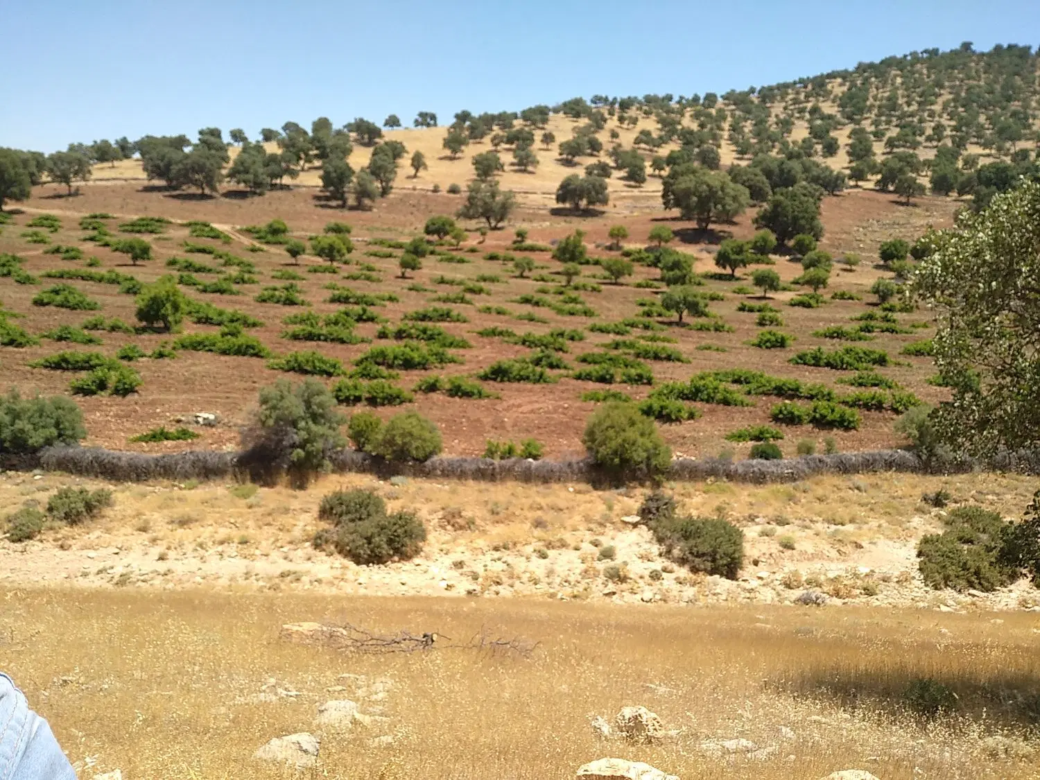 باغ غوره و بادام