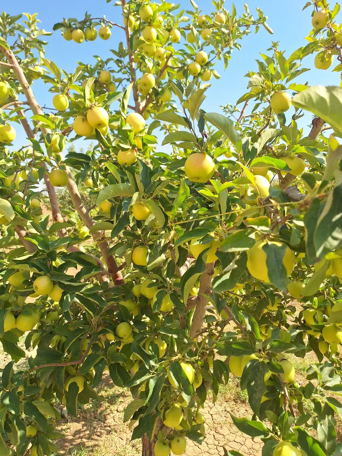 اجاره باغ سیب ۱۵۰ درخت روستای تبت