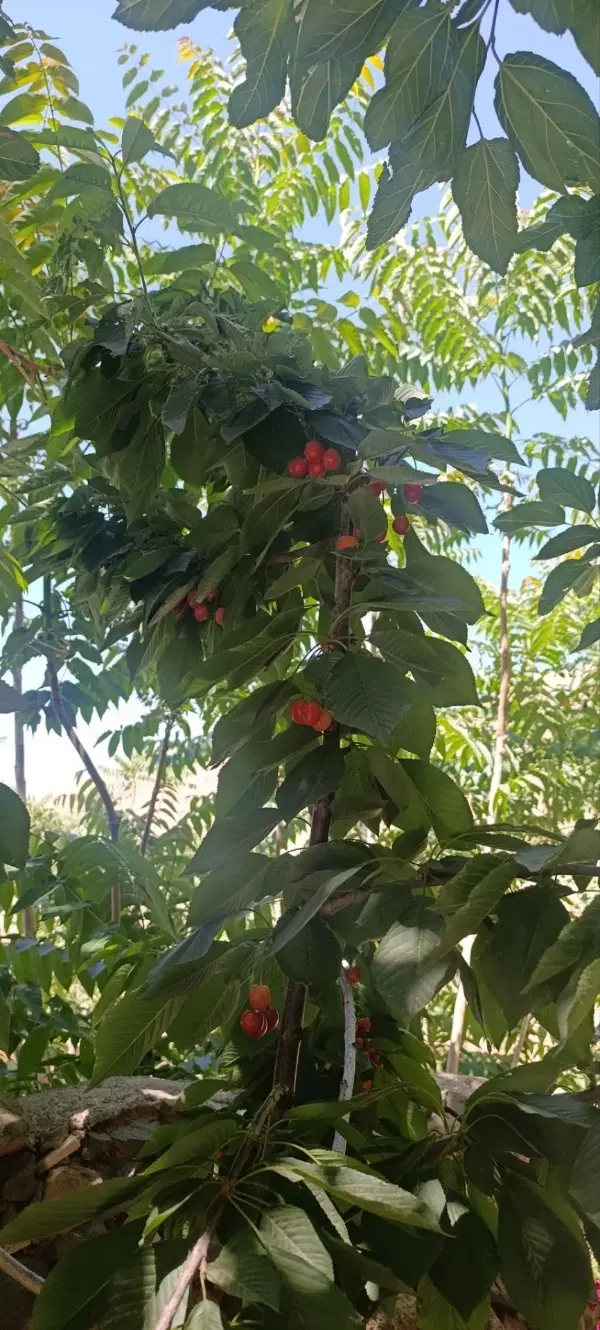اجاره سالانه ویلایی در باغچه با درختان میوه