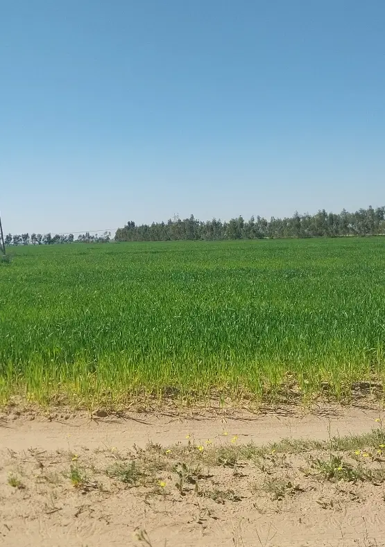 تلمبه کشاورزی