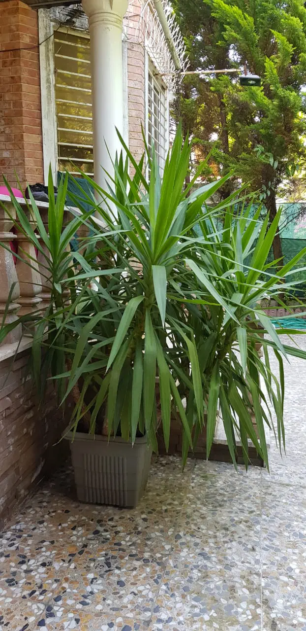 اجاره آپارتمان خوش نقشه