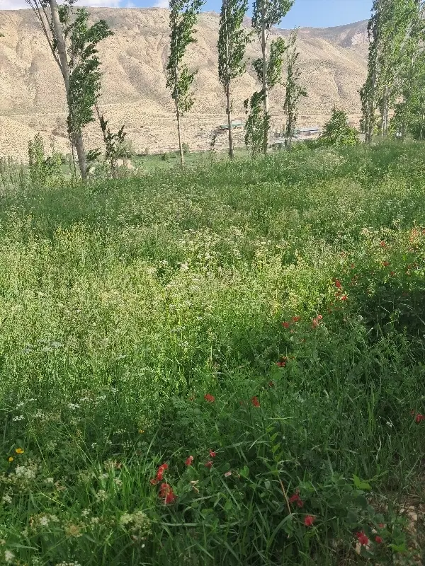 زمین  فروش فوری