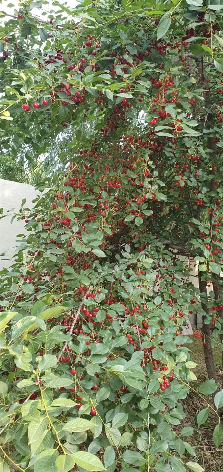 باغ ۱۰۰۰ متری