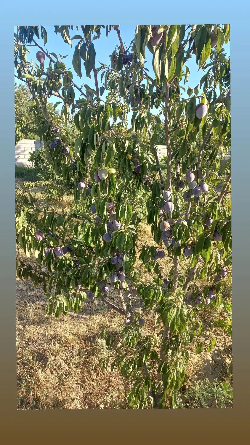 باغ دورتادور دیوار کشی..دارای استخرو آبیاری قطره