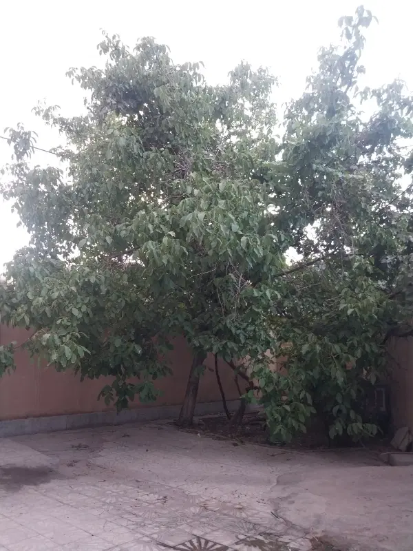 اجاره خانه ویلایی فاز ۱