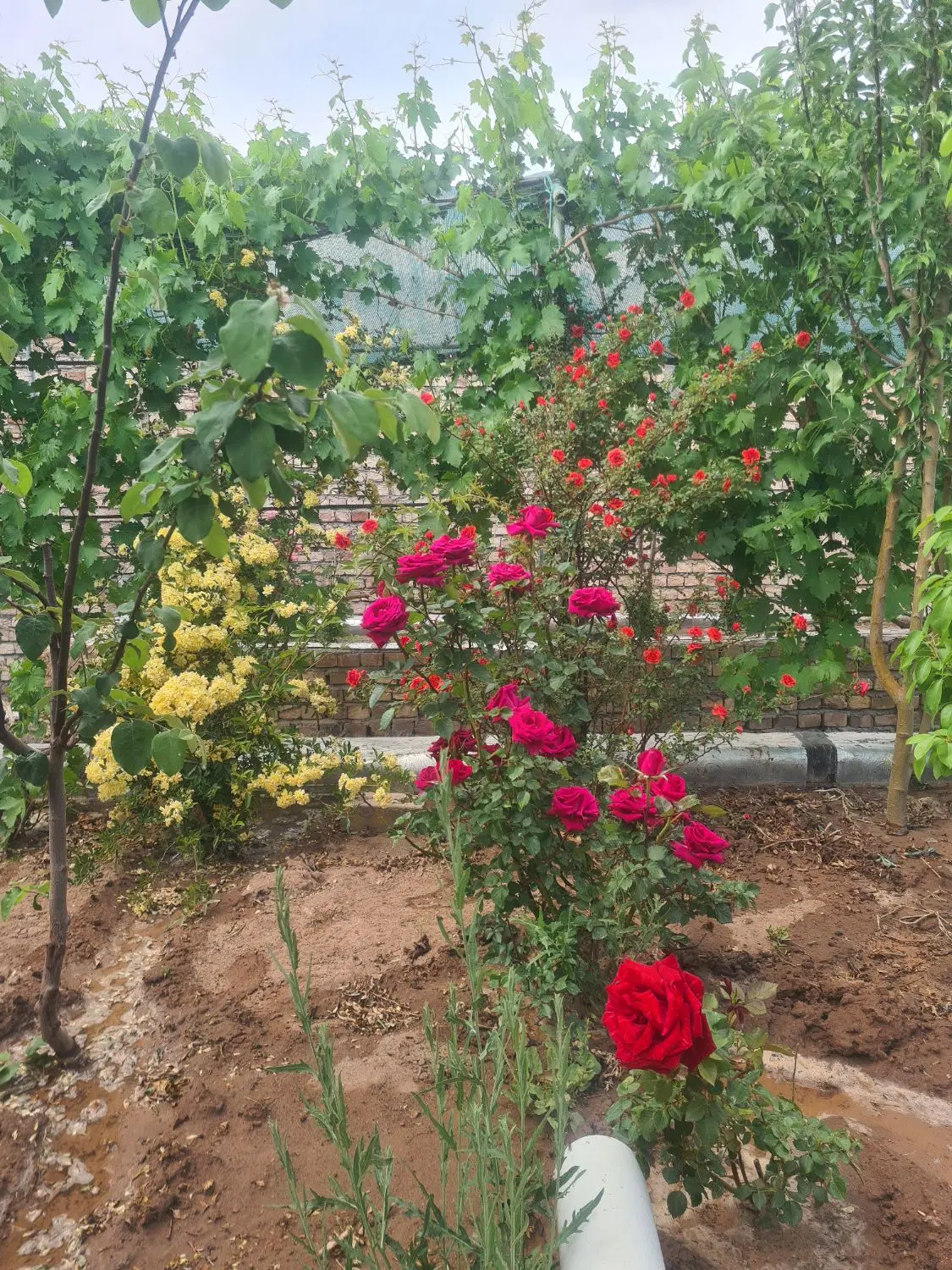 خانه فروشی راین