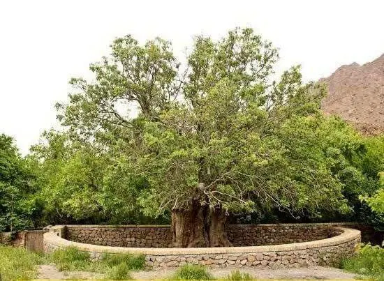 زمین مسکونی در فریدن