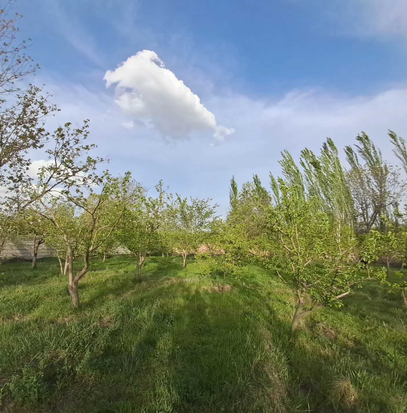 فروش باغ در روستای ملایوسف مرند