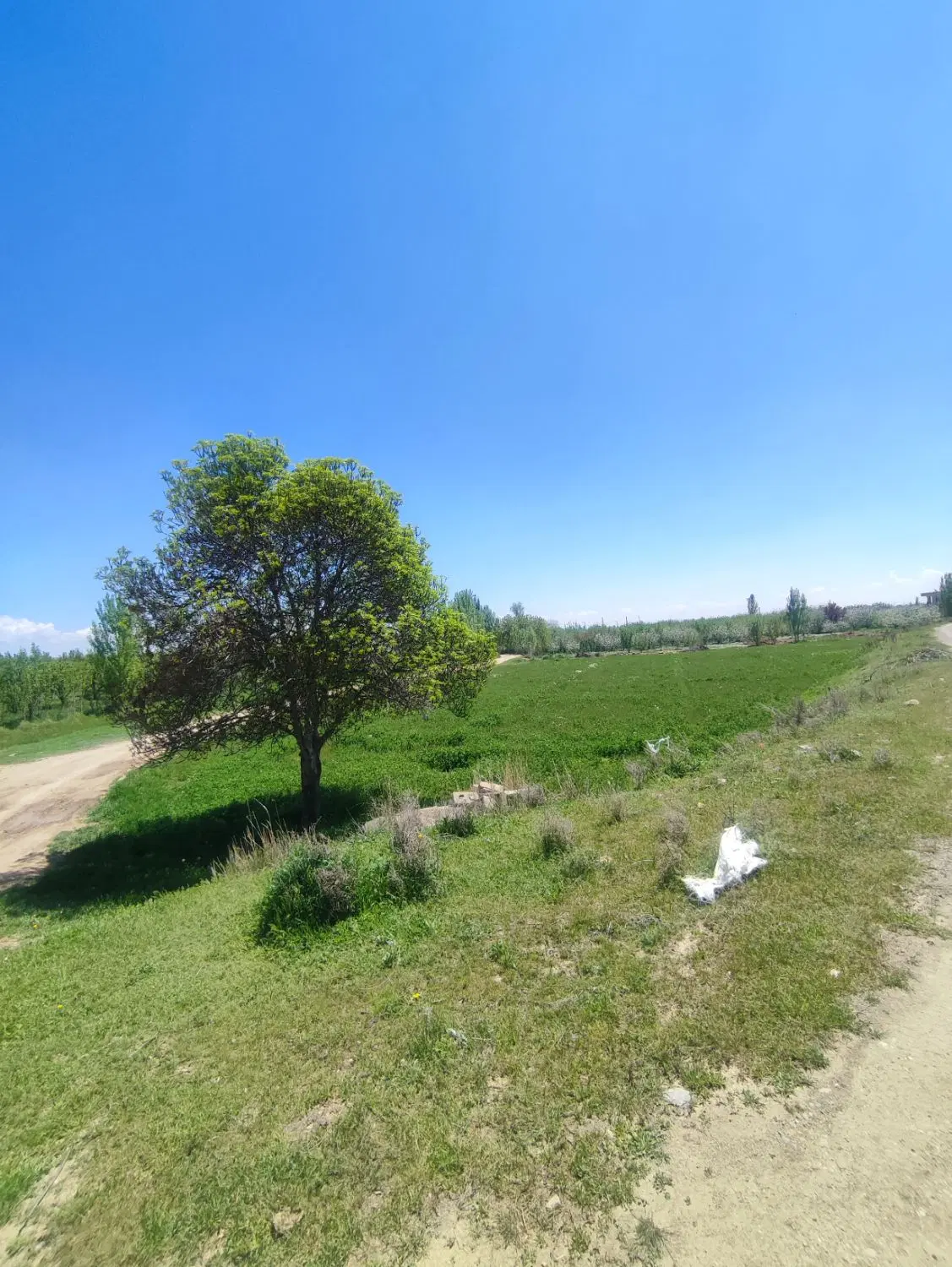 زمین کشاورزی تجاری