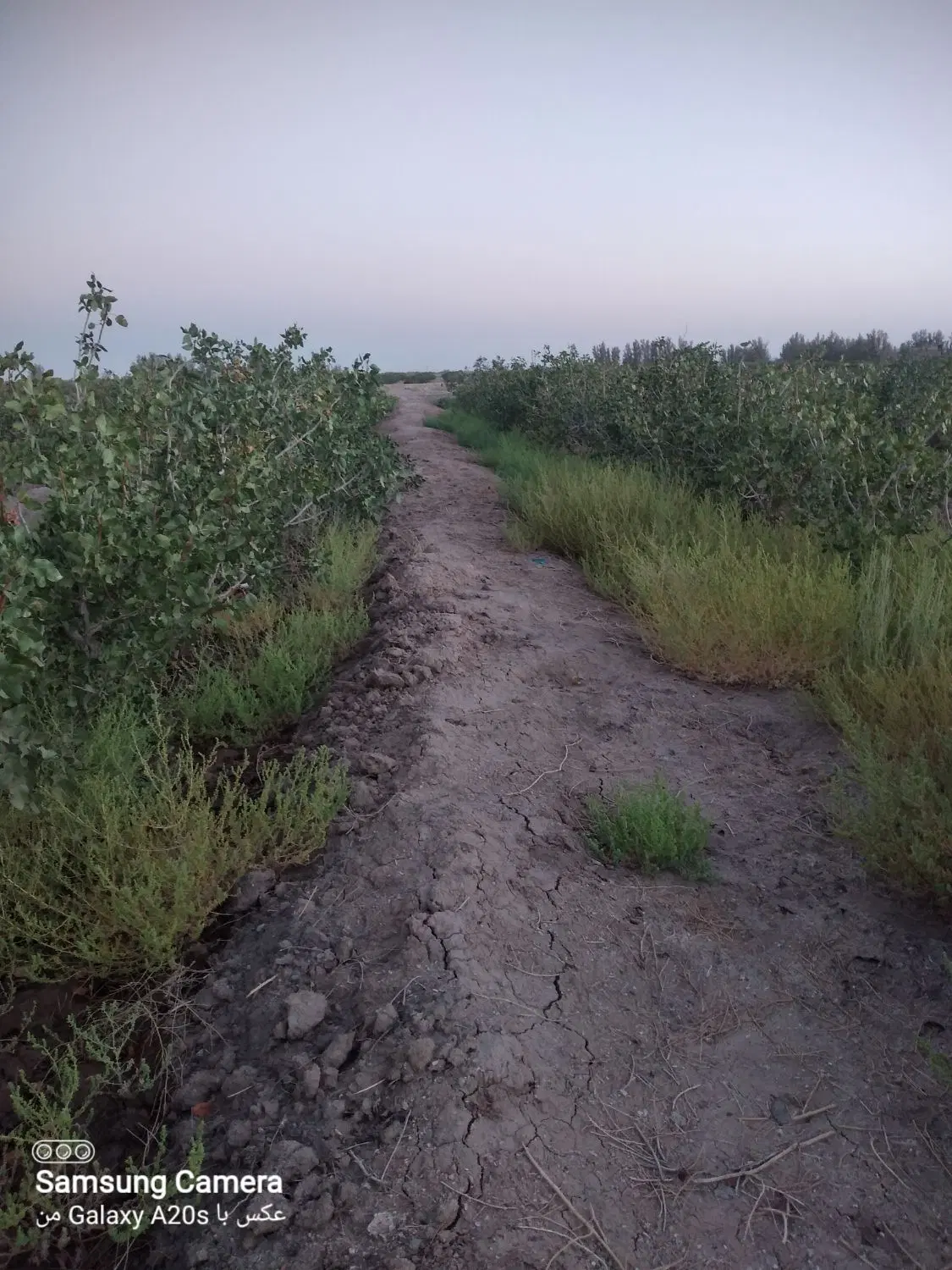 باغ پسته جنگل