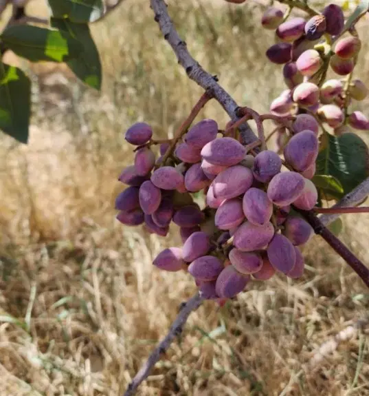 اجاره محصول باغ پسته