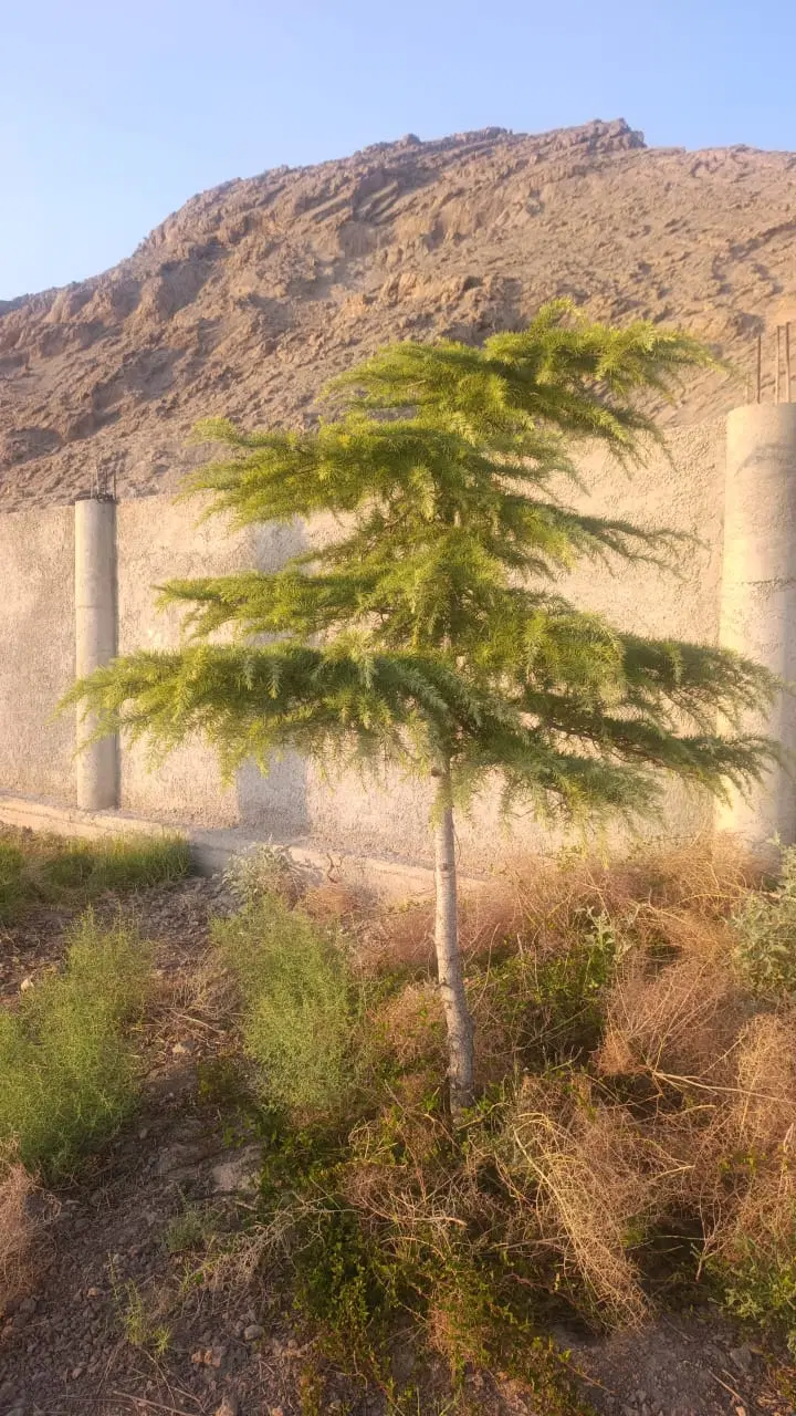 قواره های باغ هزار متری شش کیلومتری تخت جمشید