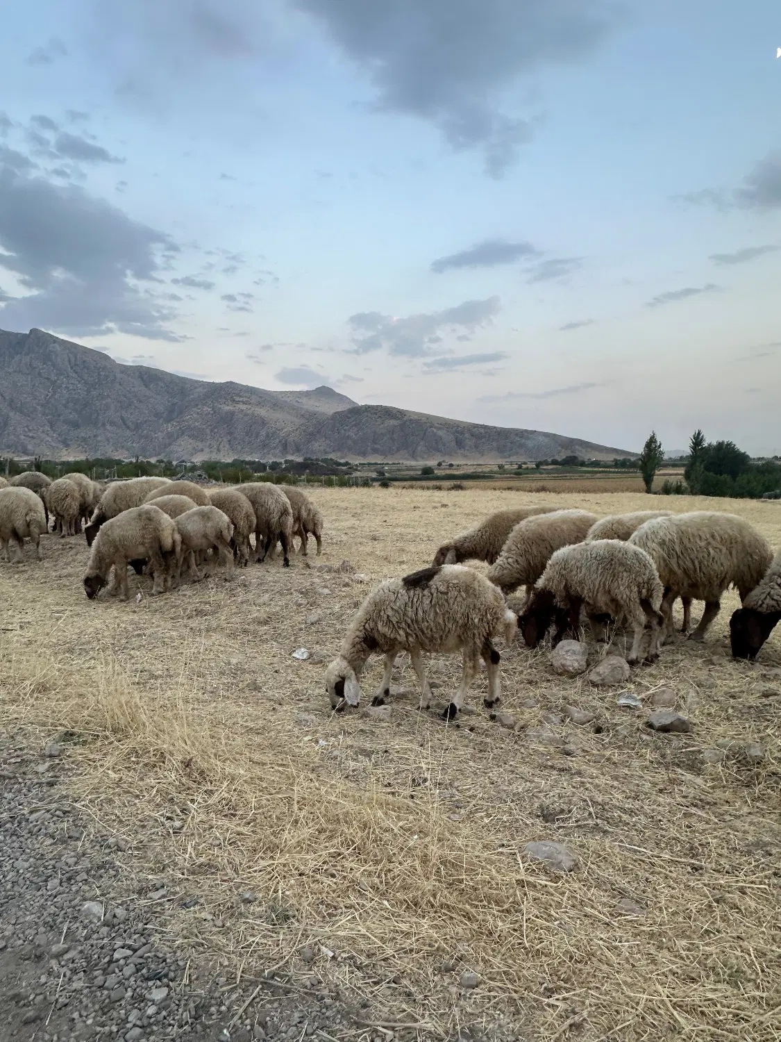 زمین مسکونی _معراج_الهیه