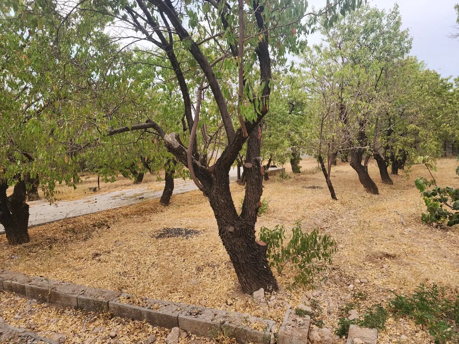 باغ تک برگ سند