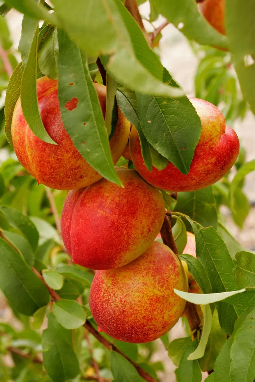 فروش باغ شلیل