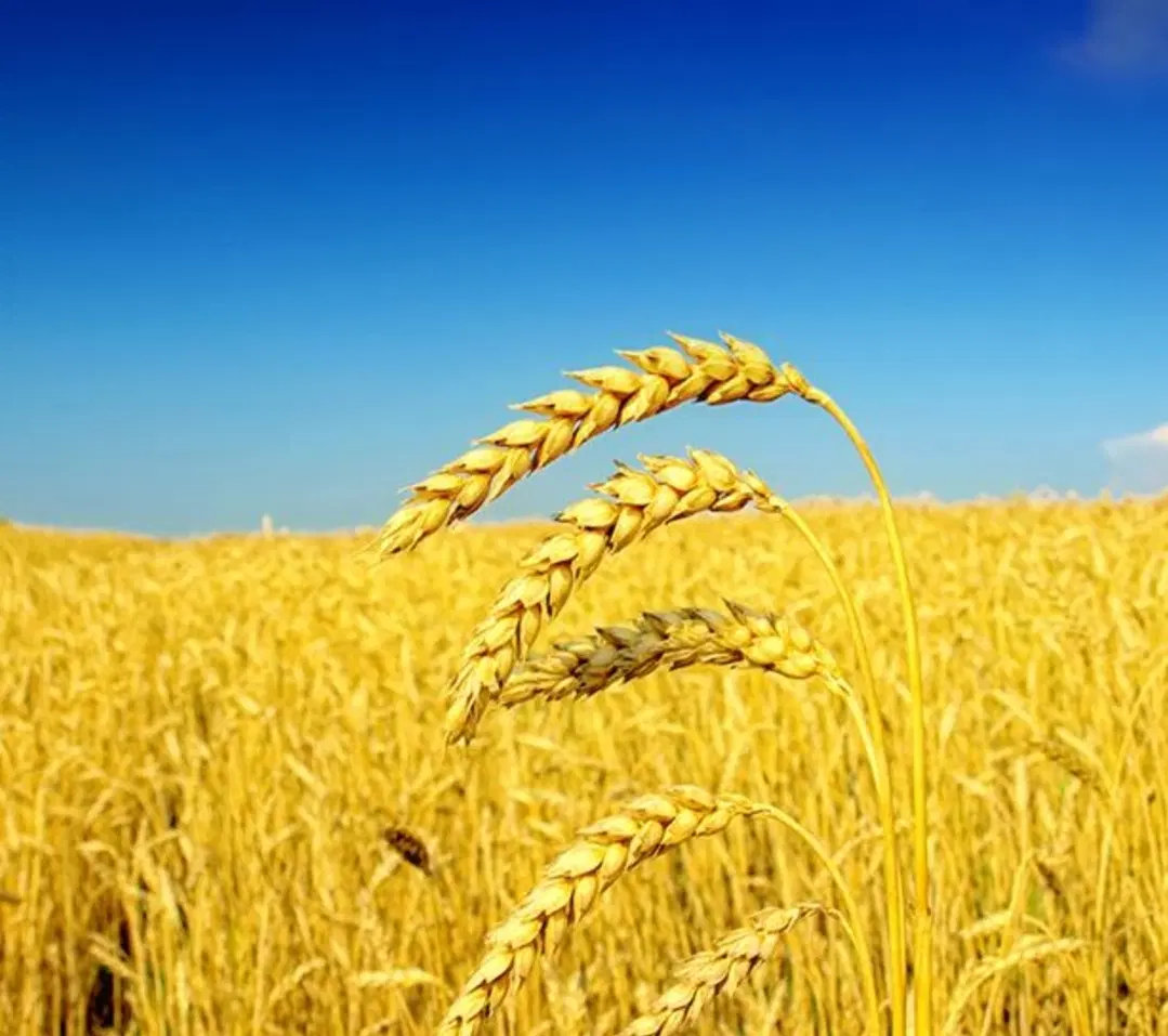 فروش زمین کشاورزی