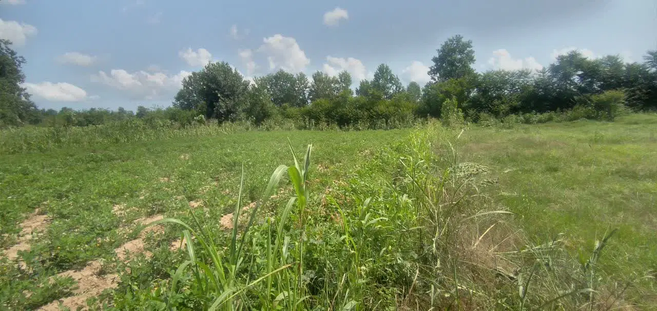 زمین باغی