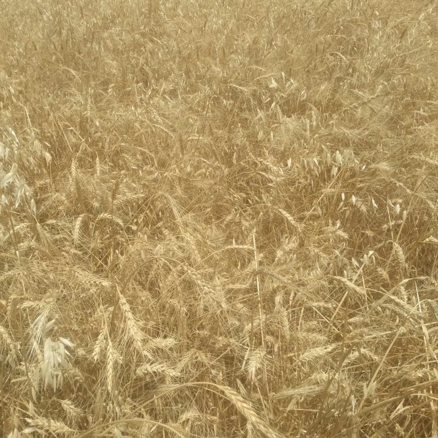 زمین کشاورزی 1هکتار