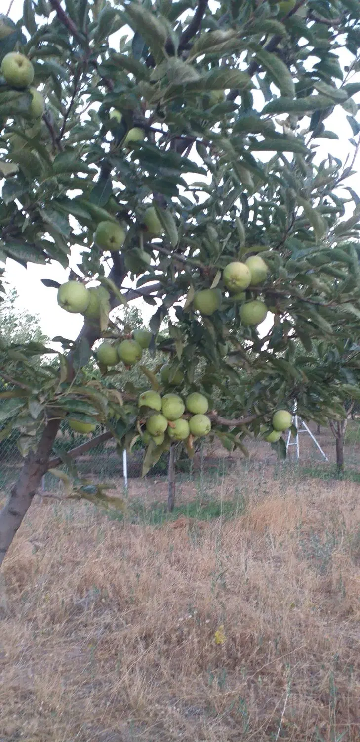 باغ شهر تلاش