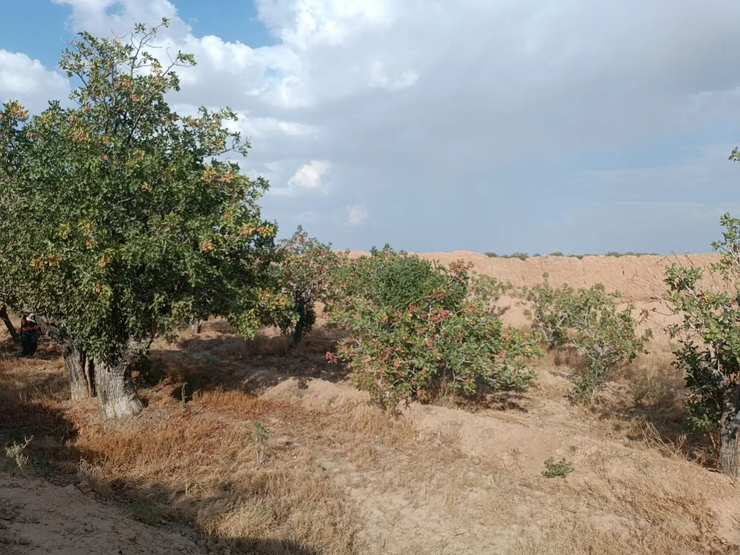 باغ پسته حسن آباد دامغان