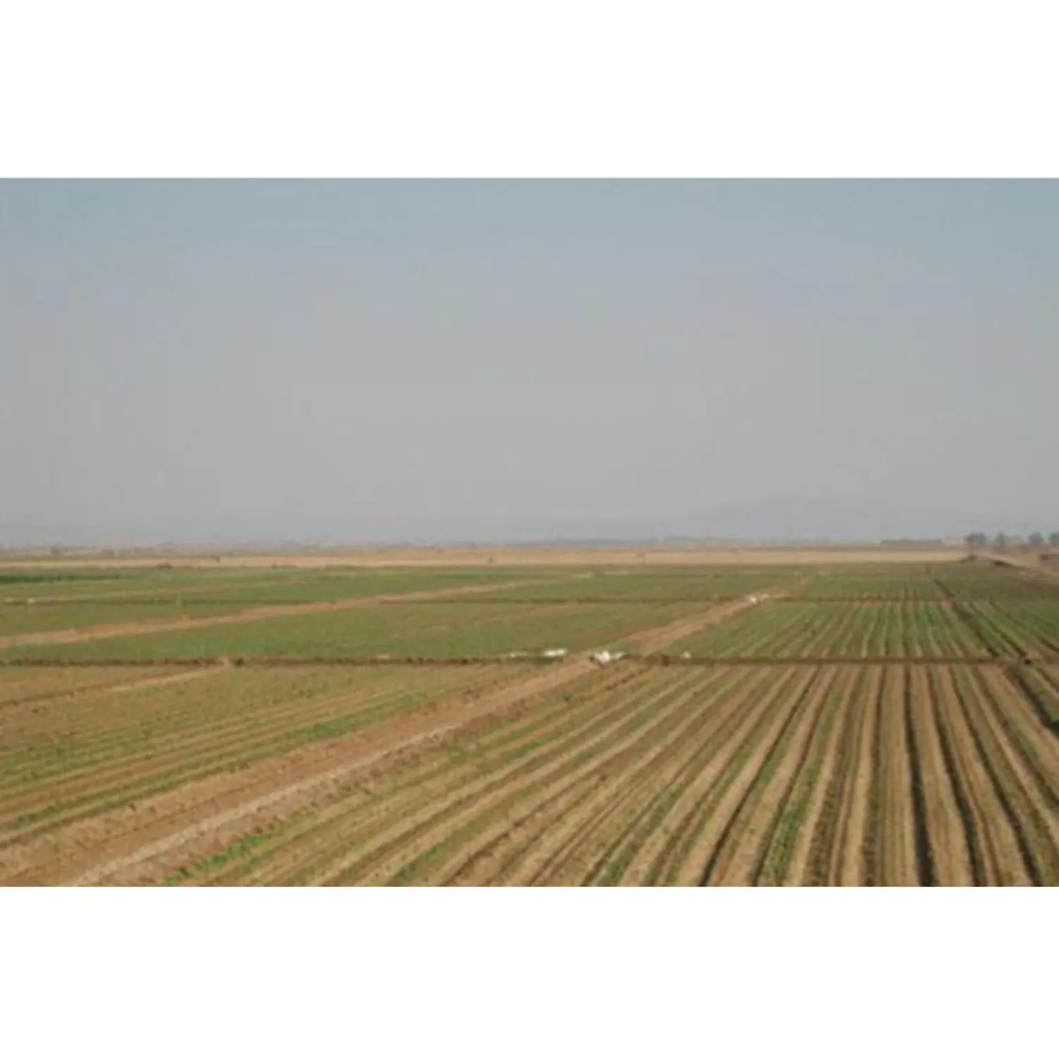 اجاره دو هکتار زمین کشاورزی