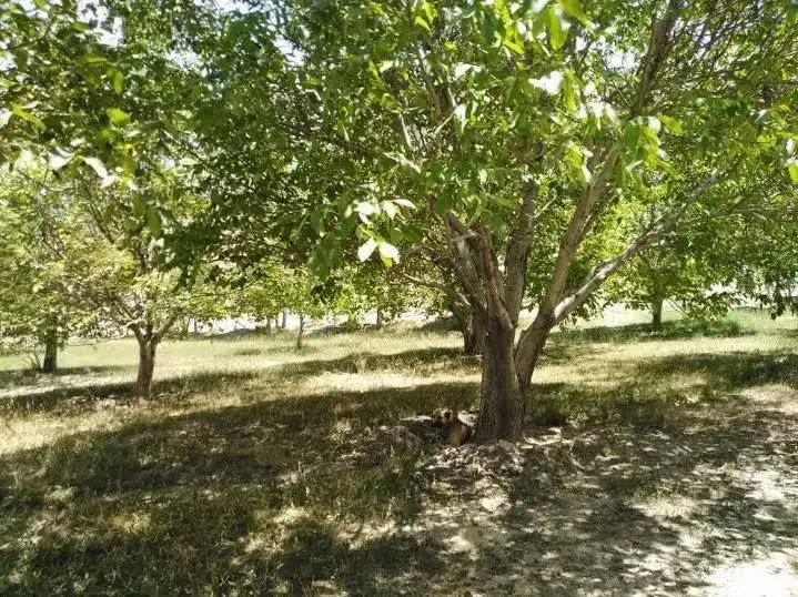 باغ گردو