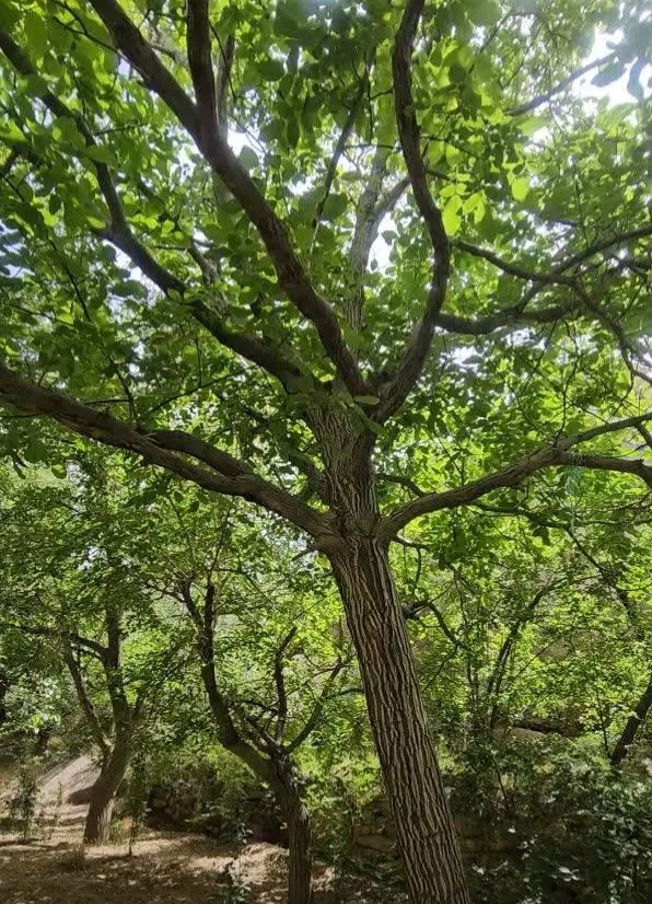 باغ بنادک سادات