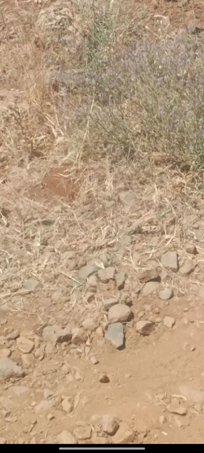 زمین فروشی نایسر