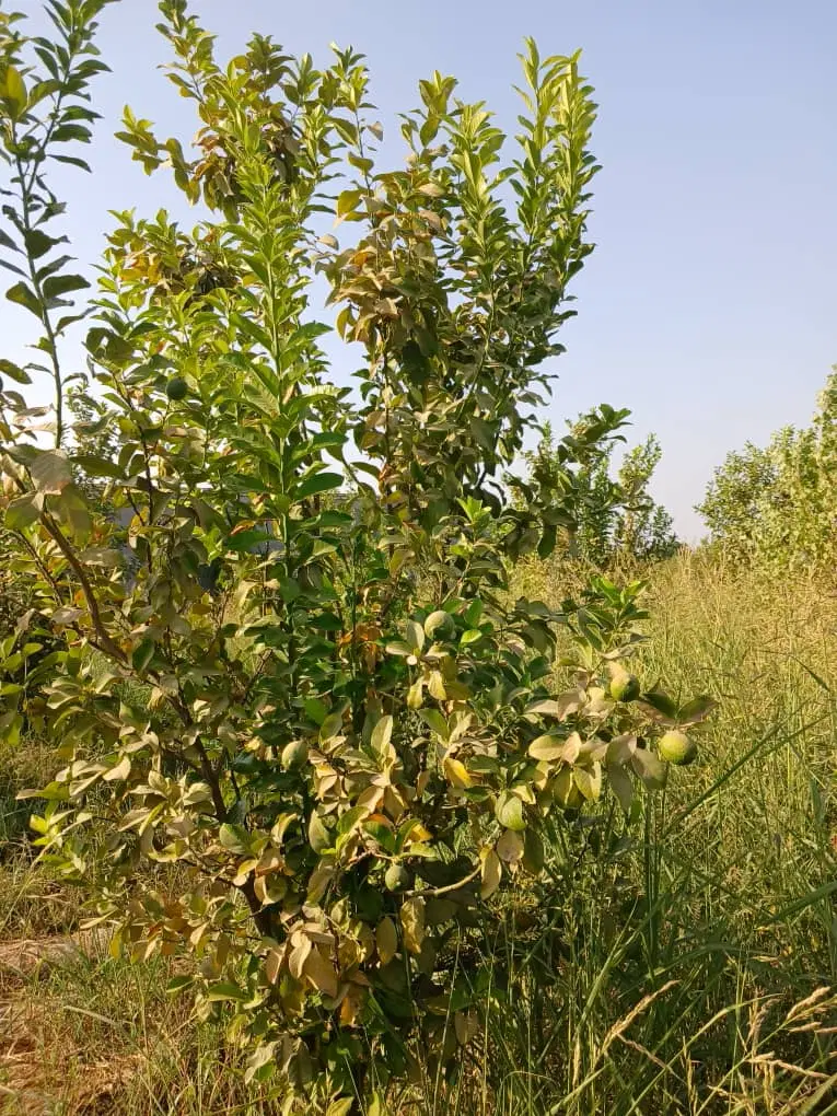 باغچه شمس آباد دزفول ۶۰۰ متر