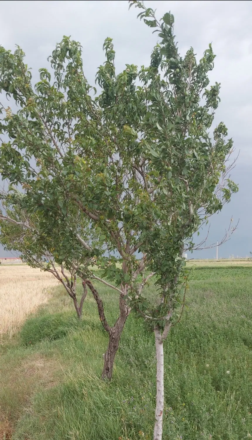 یک هکتار زمین زراعی ، یک باغ ویلا فروشی