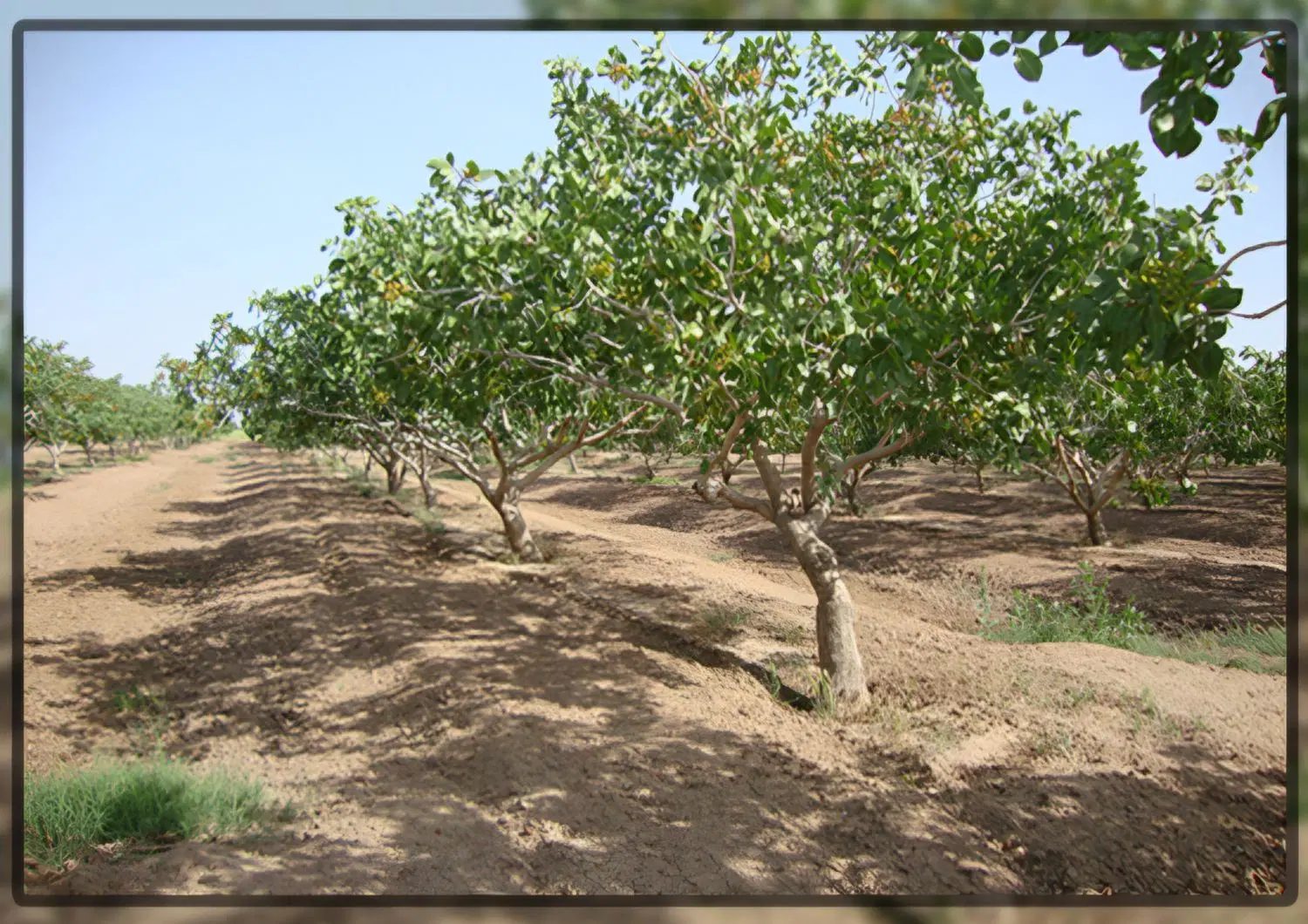 آب و زمین کشاورزی . چاه موتور روستای حوض سرخ