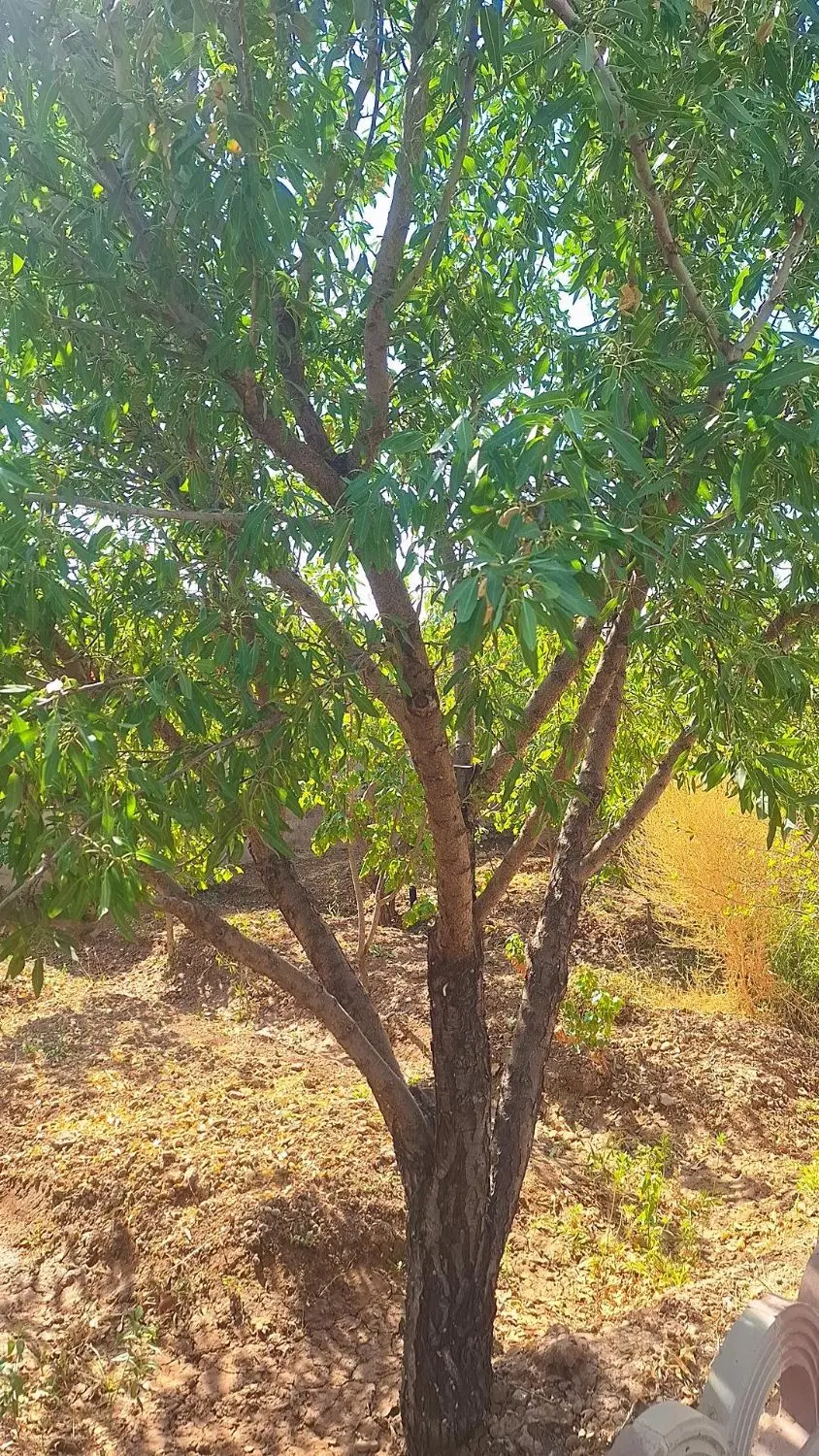 باغ درجه یک یک ساعته تهران فول اپشن