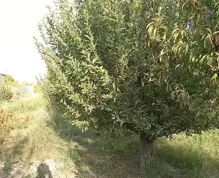 باغ الوان سیب و آلو جاده مهاباد سنتو