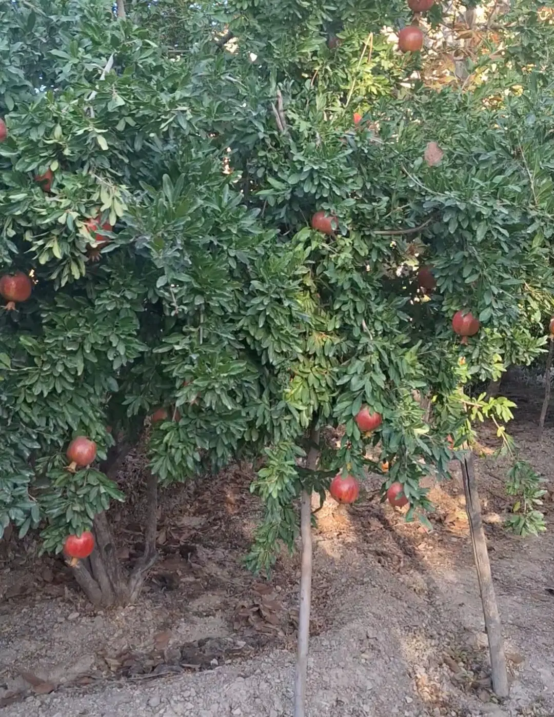 خانه ویلایی در زرین دشت