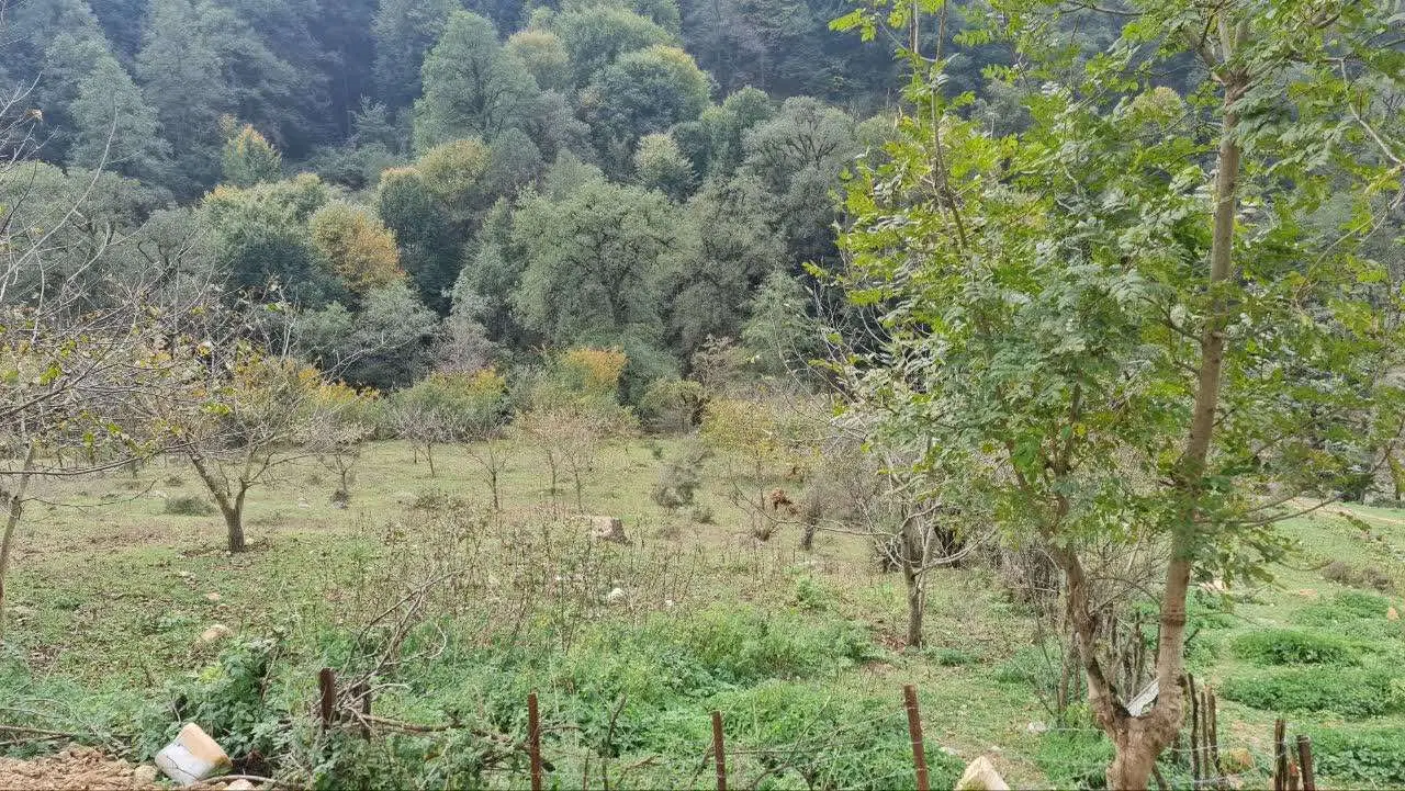 زمین