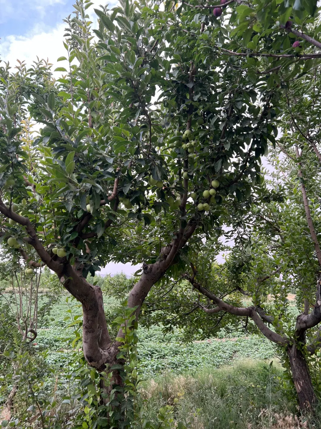 باغ و زمین