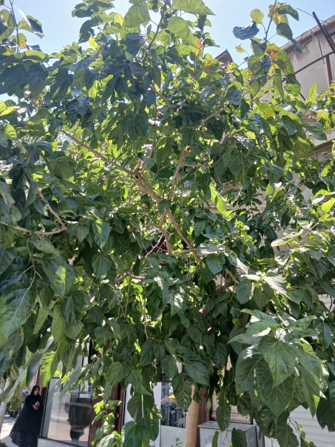 باغ شهری کوچه شخصی
