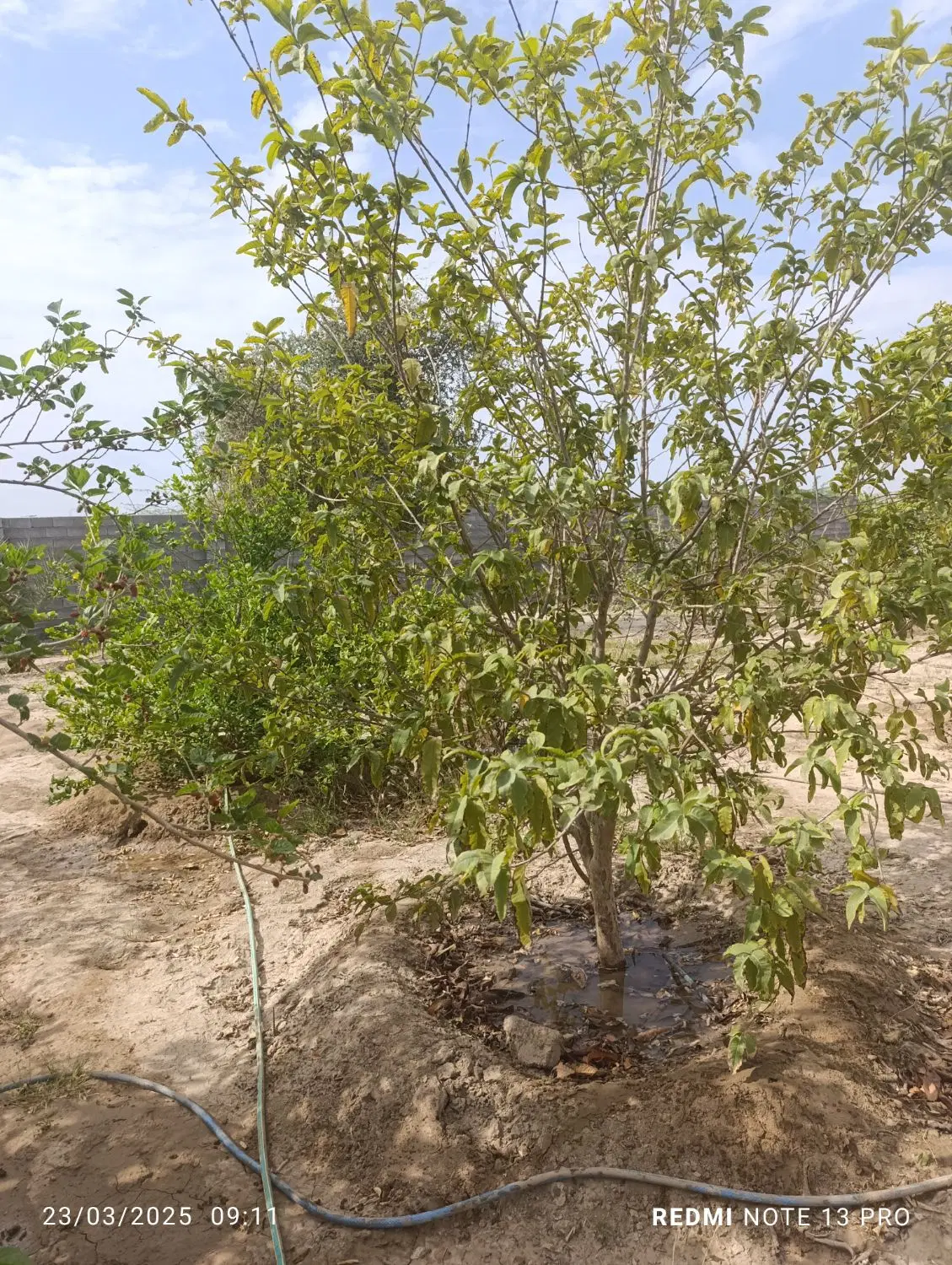 زمین 1000متری روستای باغو